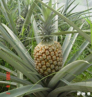 粤脆菠萝品种好不好？