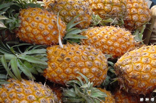 买菠萝应该如何挑选?