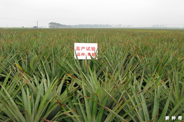 粤脆菠萝品种好不好？