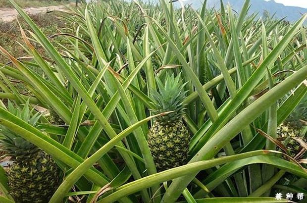 金菠萝（ＭＤ2）品种好不好？