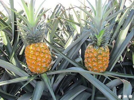 金菠萝（ＭＤ2）品种好不好？