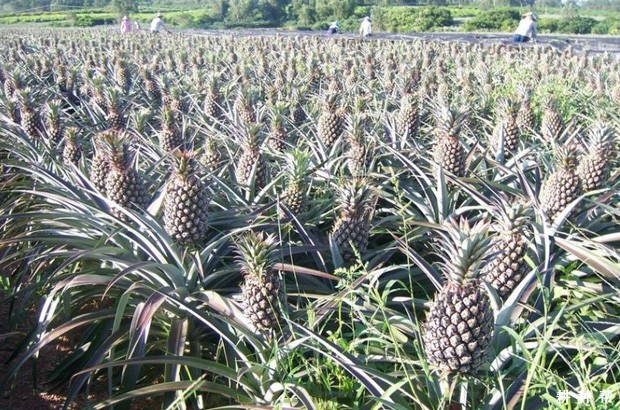 台农19号菠萝（蜜宝）品种好不好？