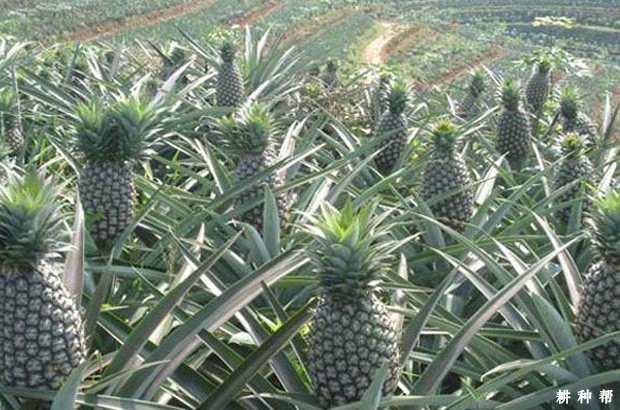 甜蜜蜜（台农16号）菠萝品种好不好？