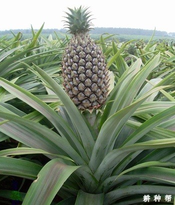 甜蜜蜜（台农16号）菠萝品种好不好？