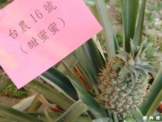 甜蜜蜜（台农16号）菠萝品种好不好？