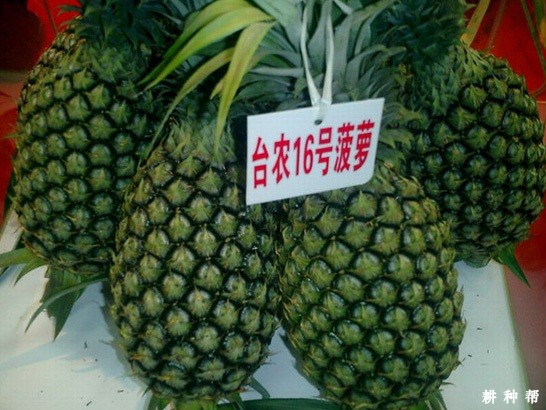 甜蜜蜜（台农16号）菠萝品种好不好？