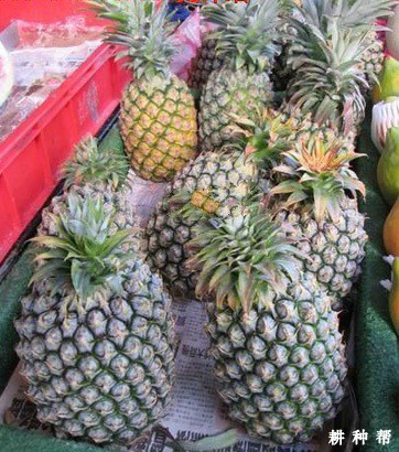 台农18号菠萝（桂蜜）品种好不好？