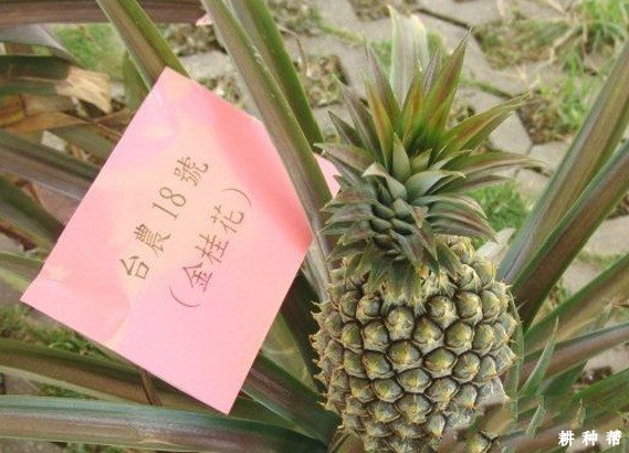 台农18号菠萝（桂蜜）品种好不好？