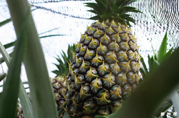 金钻菠萝（台农17号）品种好不好？