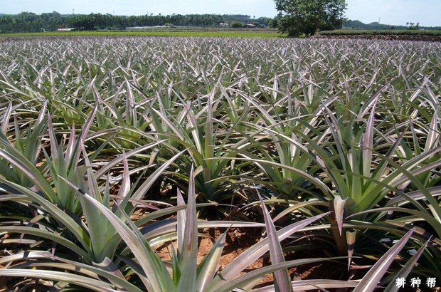 金钻菠萝（台农17号）品种好不好？