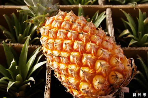 金钻菠萝（台农17号）品种好不好？