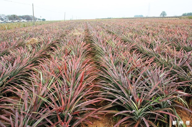 台农6号菠萝（苹果菠萝）好不好？