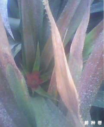 菠萝凋萎病怎样防治？附图片