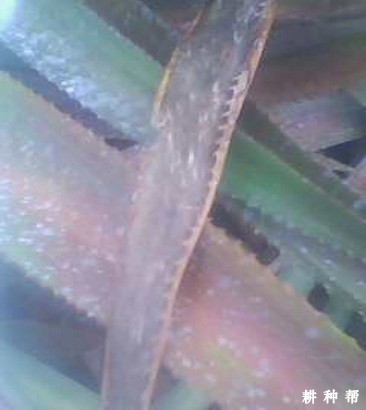 菠萝凋萎病怎样防治？附图片