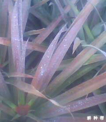 菠萝凋萎病怎样防治？附图片