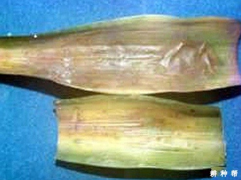 菠萝黑腐病如何防治？附图片