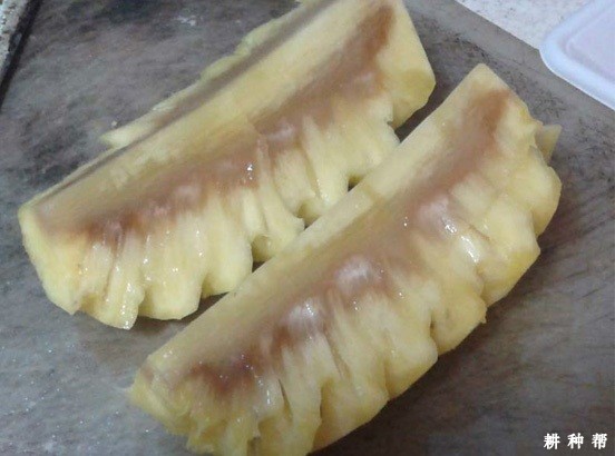 菠萝黑腐病如何防治？附图片