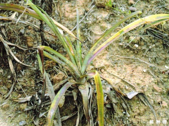 菠萝黑腐病如何防治？附图片