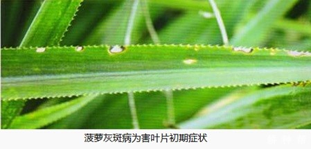 菠萝灰斑病如何防治？附图片