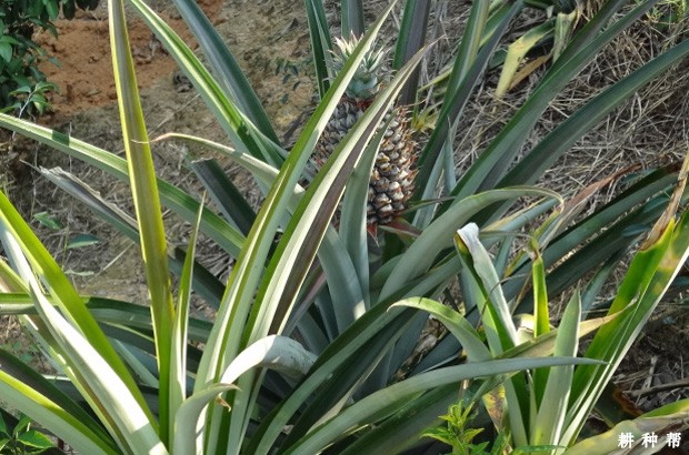 菠萝炭疽病如何防治？附图片