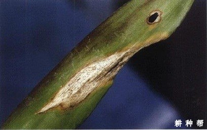 菠萝拟茎点霉叶斑病怎么防治？附图片