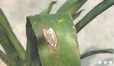 菠萝拟茎点霉叶斑病怎么防治？附图片