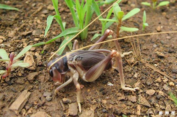 蟋蟀对菠萝有什么危害？附图片