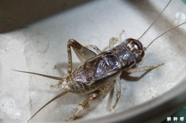 蟋蟀对菠萝有什么危害？附图片