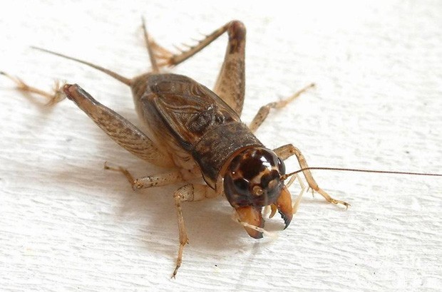 蟋蟀对菠萝有什么危害？附图片