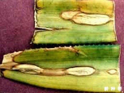 菠萝拟茎点霉叶斑病怎么防治？附图片