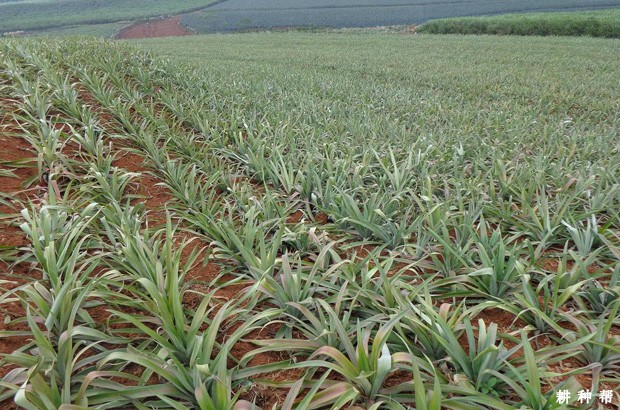 种植菠萝为什么要盖地膜？