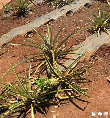 种植菠萝为什么要盖地膜？