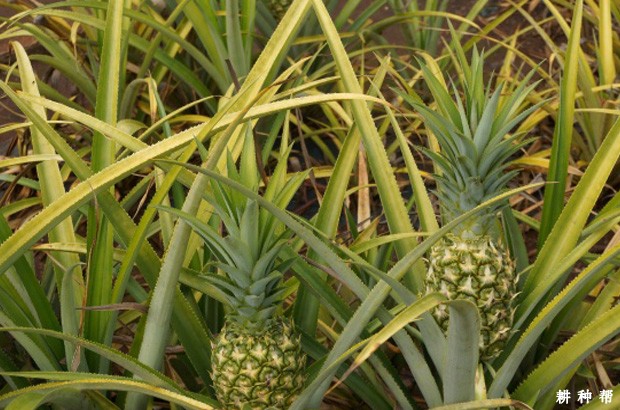 菠萝缺素是怎么样，如何防治？