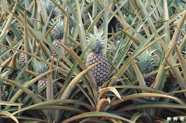 菠萝缺素是怎么样，如何防治？