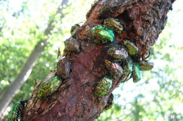 蛴螬对菠萝有什么危害？附图片