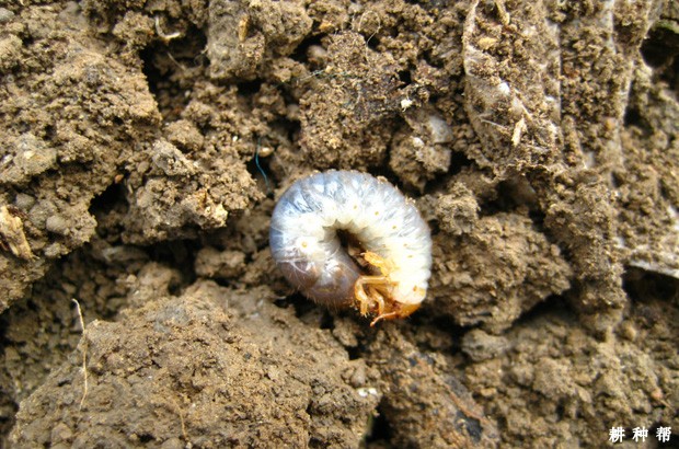 蛴螬对菠萝有什么危害？附图片