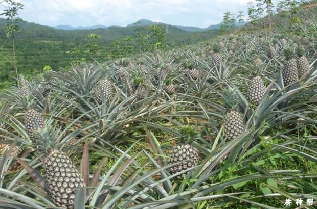 菠萝的种植方法有几种？