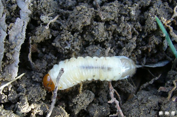 蛴螬对菠萝有什么危害？附图片