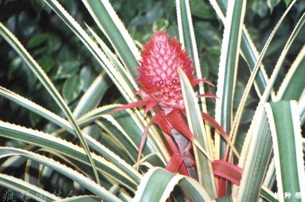 菠萝裂柄、裂果如何防治？