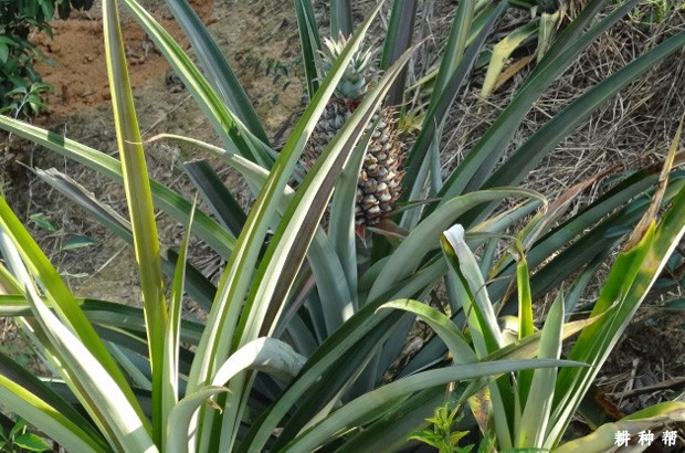 菠萝裂柄、裂果如何防治？