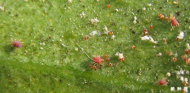 菠萝红蜘蛛如何防治？附图片