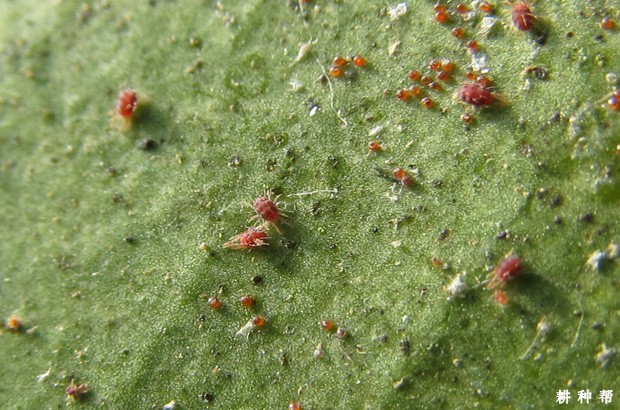 菠萝红蜘蛛如何防治？附图片