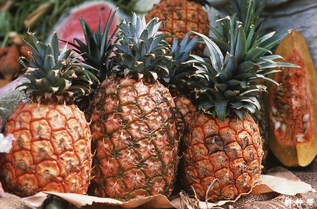 菠萝日灼病如何预防？附图片