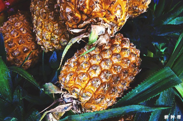 菠萝日灼病如何预防？附图片