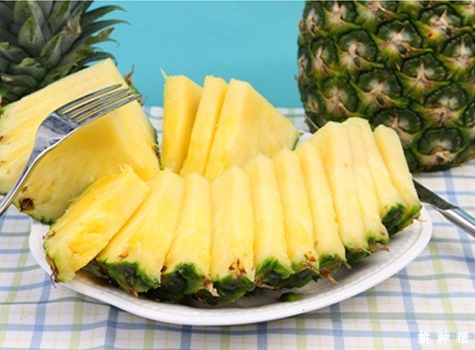 台农21号菠萝（黄金凤梨）品种好不好？