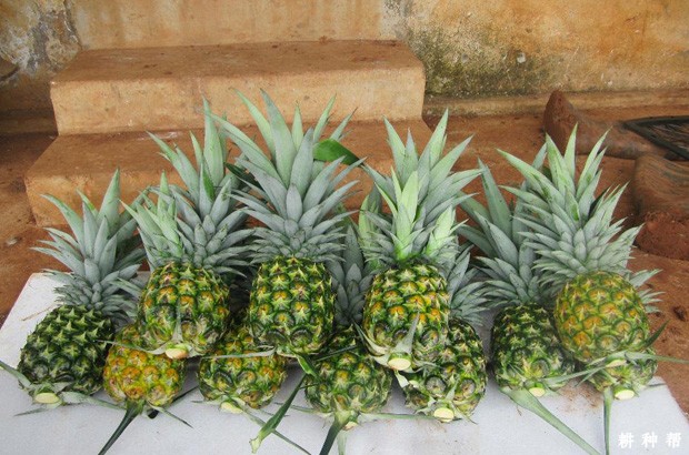 台农21号菠萝（黄金凤梨）品种好不好？