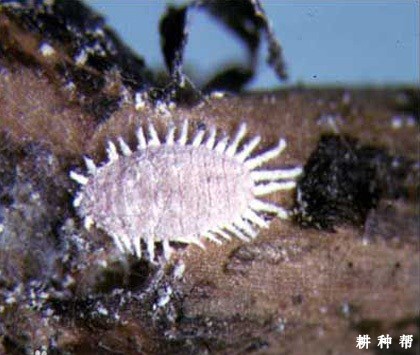 菠萝粉蚧如何防治？附图片