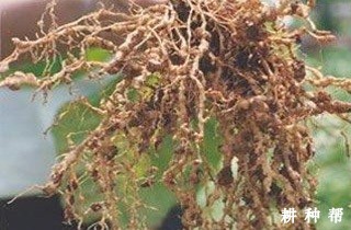 菠萝线虫病如何防治？附图片
