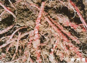 菠萝线虫病如何防治？附图片