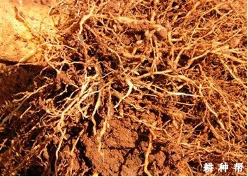 菠萝线虫病如何防治？附图片